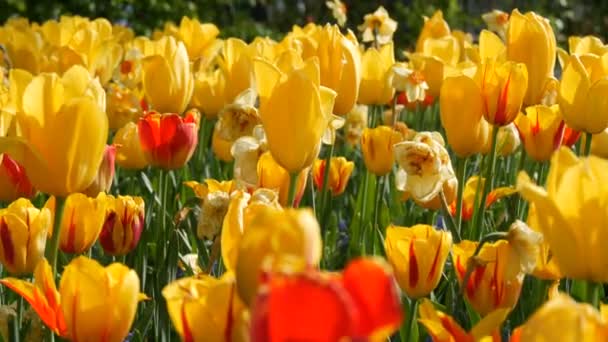 Interesting beautiful blooming yellow tulips with a red stripe in spring garden — 비디오