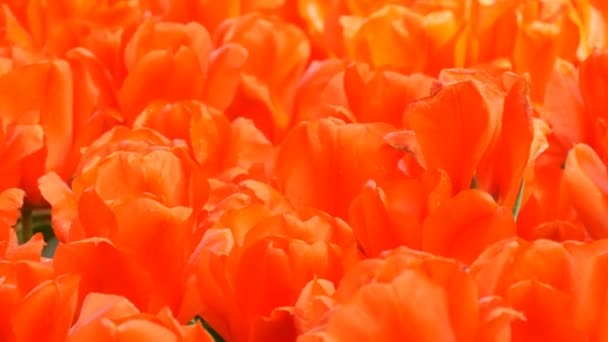 Όμορφη φωτεινή κόκκινη τουλίπες την άνοιξη στο πάρκο λουλουδιών — Αρχείο Βίντεο