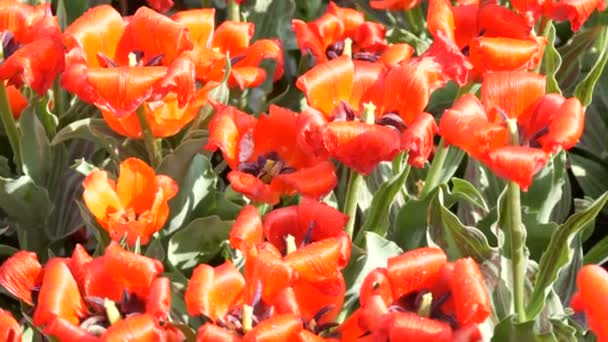 Intressant vacker stor blommande röd-orange tulpaner i vårträdgården. — Stockvideo