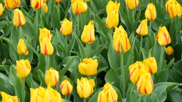 Tulipas amarelas brilhantes bonitas na primavera no parque de flores — Vídeo de Stock