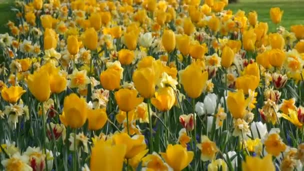 Hermosos tulipanes amarillos brillantes en primavera en el parque de flores — Vídeo de stock