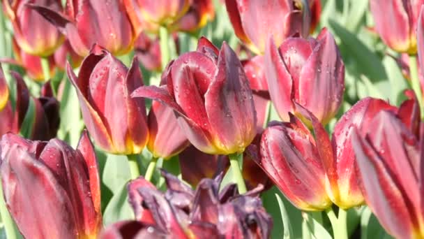 Ongewoon interessante mooie bloeiende donkere tulpen in de lentetuin. — Stockvideo