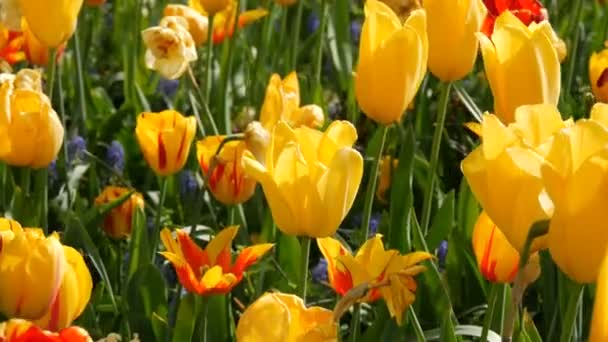 Interessante schöne blühende gelbe Tulpen mit rotem Streifen im Frühlingsgarten — Stockvideo