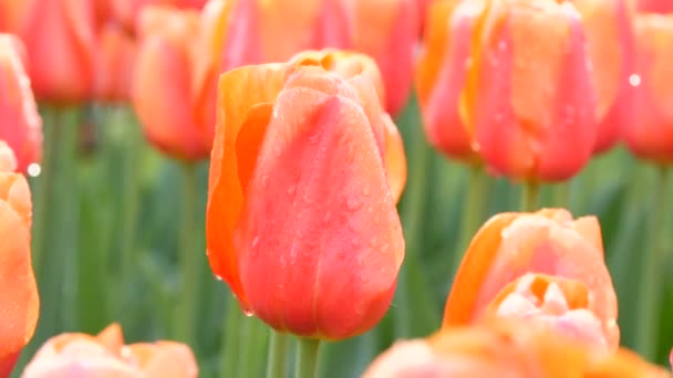 Beautiful large pink blooming tulips with dewdrops on petals in spring garden — 비디오