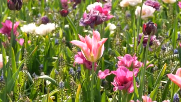 Champ de petites tulipes multicolores au début du printemps . — Video