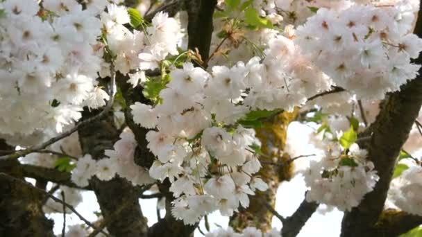 Florecientes ramas de cerezo en el jardín a principios de primavera . — Vídeo de stock