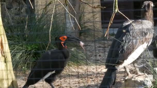 Bruant noir ou Bucorvus leadbeateri. Oiseau prédateur tient la souris blanche fraîchement capturée dans son bec pour manger — Video