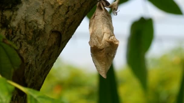 Ein großer Kokon tropischer Schmetterlinge reift auf Laub von Bäumen in einem tropischen Park in natürlicher Umgebung — Stockvideo