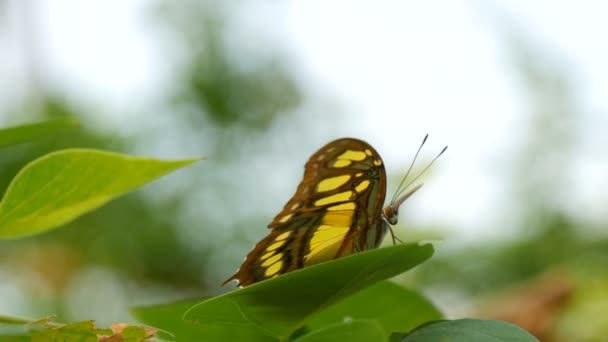 Prachtige tropische vlinder op het groene blaadje — Stockvideo