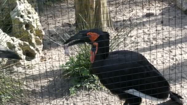 Zuidelijke neushoornvogel of Bucorvus leadbeateri. Vogel roofdier houdt vers gevangen witte muis in zijn snavel om te eten — Stockvideo