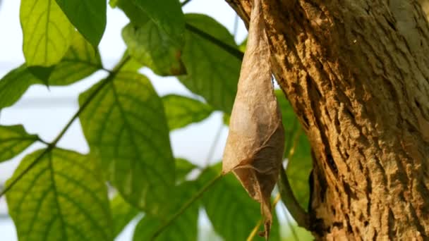 Большой кокон тропических бабочек созревает на листьях деревьев в тропическом парке в естественной среде — стоковое видео