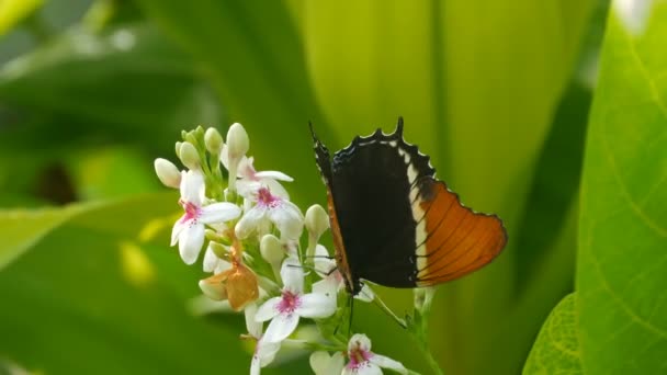 Όμορφη τροπική πεταλούδα στο ανθισμένο λευκό λουλούδι — Αρχείο Βίντεο