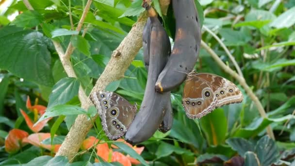Μεγάλες τροπικές πεταλούδες με καφέ φτερά κάθονται σε μια μπανάνα και τρώνε νέκταρ. Μια όμορφη μεγάλη τροπική πεταλούδα κάθεται και τρώει γλυκά χαλασμένα φρούτα μπανάνας από κοντά. — Αρχείο Βίντεο