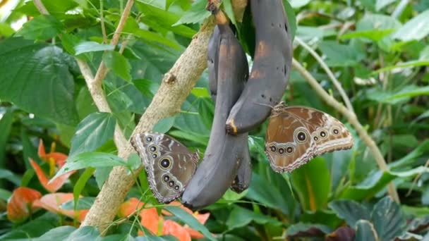 Wielkie tropikalne motyle z brązowymi skrzydłami siedzą na bananie i jedzą nektar. Piękny duży tropikalny motyl siedzi i je słodkie zepsute owoce banana z bliska widok. — Wideo stockowe