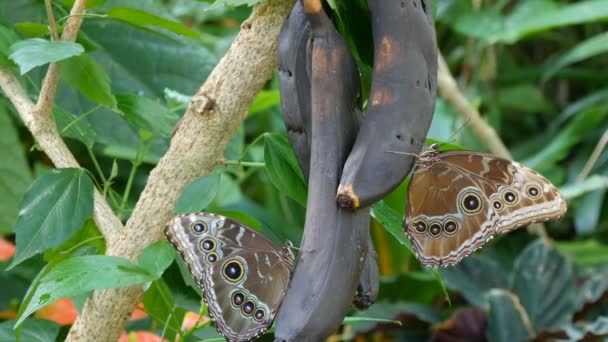 As grandes borboletas tropicais com asas marrons sentam-se em uma banana e comem o néctar. Uma bela borboleta tropical grande senta-se e comer fruta doce estragada banana vista de perto . — Vídeo de Stock