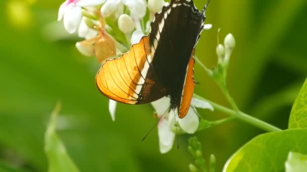 美丽的热带蝴蝶在盛开的白花上 — 图库视频影像