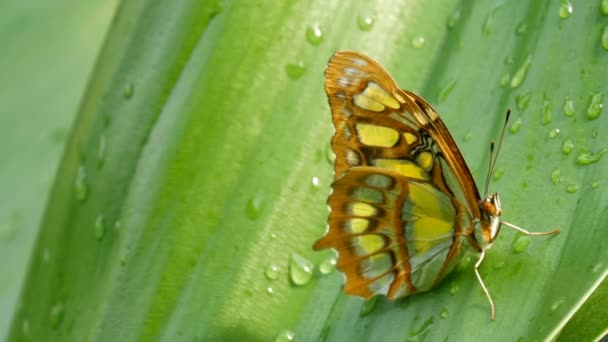 Schöne tropische Schmetterling Siproeta stelenes oder Malachit sitzt auf einem grünen Blatt mit Wassertropfen auf einem Ast auf grünem Hintergrund — Stockvideo