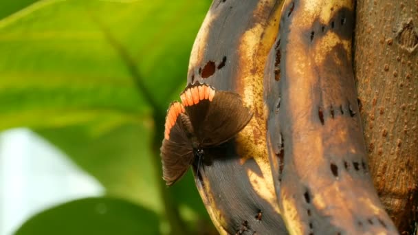 Bella grande farfalla tropicale siede e mangiare una banana viziata vista da vicino. Naso sottile farfalla raccoglie nettare — Video Stock