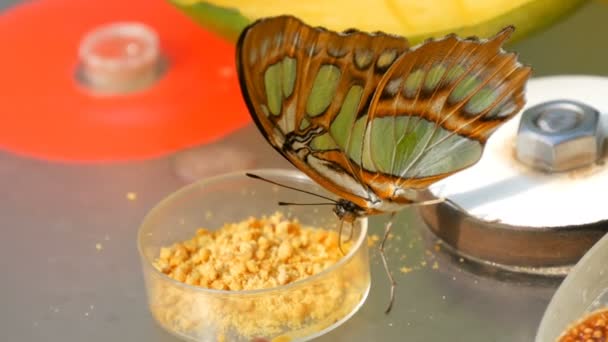 Beautiful tropical butterfly Siproeta stelenes or malachite eating. Thin butterfly nose collect nectar — Stok video