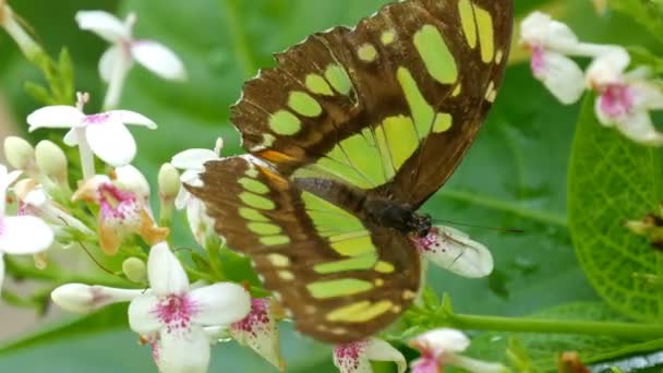 Mooie tropische vlinder Siproeta stelenes of malachiet zit op witte bloem van dichtbij bekijken — Stockvideo