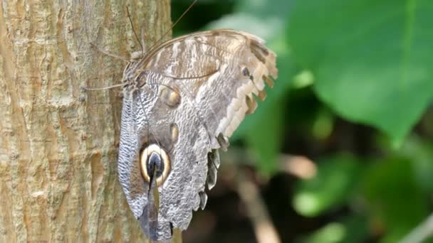 Schöne große braune tropische Eule Schmetterling oder Caligo sitzt auf dem Baum aus nächster Nähe. — Stockvideo