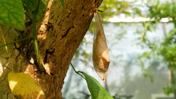 Large cocoon of tropical butterfly hanging on tree — Stock Video