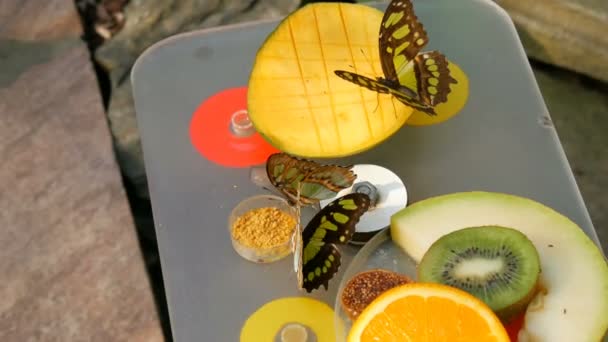 Hermosa mariposa tropical Siproeta stelenes o malaquita comiendo una fruta dulce cerca de la vista. Delgada mariposa nariz recoger néctar — Vídeo de stock