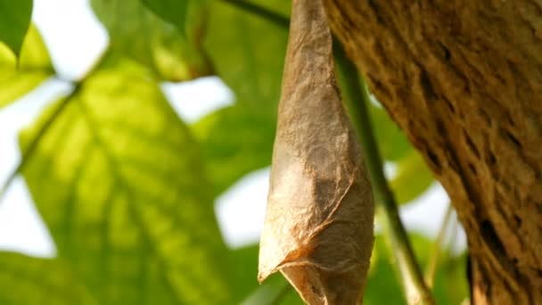 Large cocoon of tropical butterfly hanging on tree — Stock Video