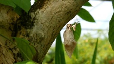 Large cocoon of tropical butterfly hanging on tree