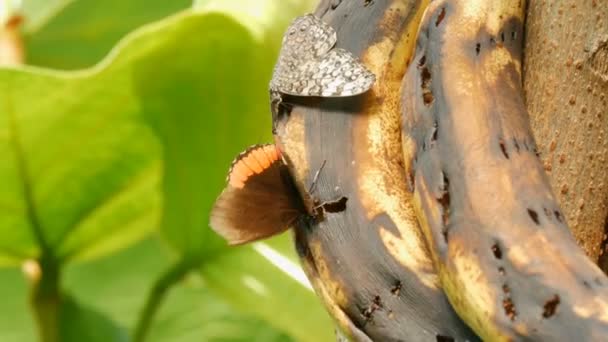 Bella grande farfalla tropicale siede e mangiare una banana viziata vista da vicino. Naso sottile farfalla raccoglie nettare — Video Stock