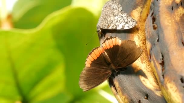 Bella grande farfalla tropicale siede e mangiare una banana viziata vista da vicino. Naso sottile farfalla raccoglie nettare — Video Stock