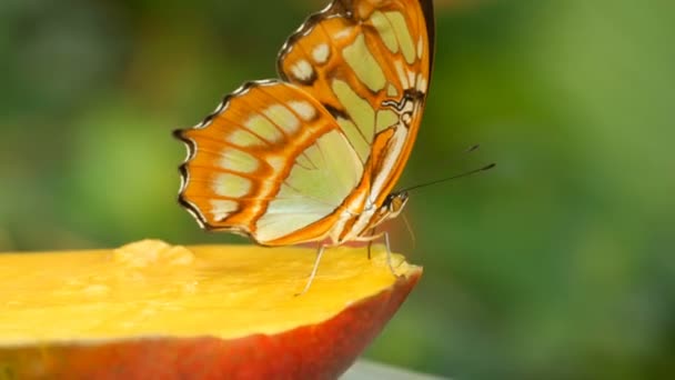 Mooie tropische vlinder Siproeta stelenes of malachiet eten een zoet fruit in de buurt uitzicht. Dunne vlinder neus verzamelen nectar — Stockvideo