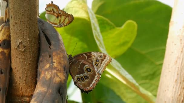 Güzel, büyük tropikal kelebek oturur ve şımarık bir muzu yakından izler. İnce kelebek burnu nektar toplar. — Stok video