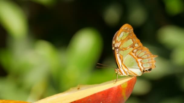 Красивая тропическая бабочка Siproeta стелены или малахит едят сладкие фрукты вблизи зрения. Тонкий нос бабочки собирает нектар — стоковое видео