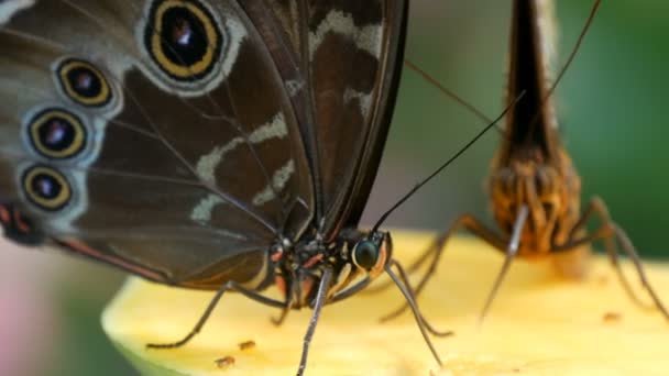 Beautiful large tropical butterfly sits and eating a sweet fruit close up view. Thin butterfly nose collects nectar — Stock Video