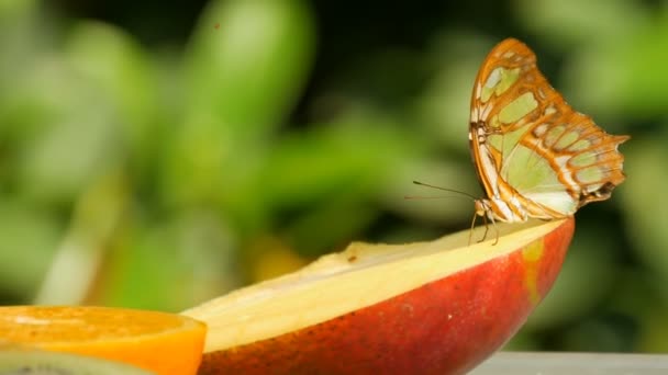 美しい熱帯蝶シプロエタ石やマラカイトは甘い果実を近くで食べています。細い蝶の鼻は蜜を集める — ストック動画