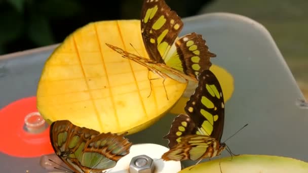 Hermosa mariposa tropical Siproeta stelenes o malaquita comiendo una fruta dulce cerca de la vista. Delgada mariposa nariz recoger néctar — Vídeos de Stock