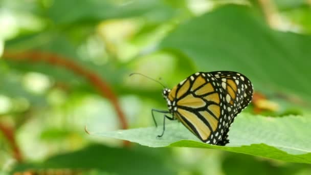 Hermosa mariposa tropical Siproeta stelenes o malaquita sentada sobre una hoja verde sobre una rama de árbol sobre fondo verde — Vídeos de Stock