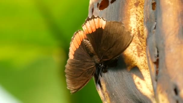 Bella grande farfalla tropicale siede e mangiare una banana viziata vista da vicino. Naso sottile farfalla raccoglie nettare — Video Stock