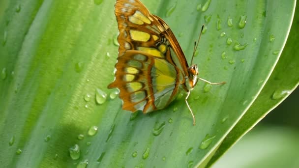 Bela borboleta tropical Siproeta stelenes ou malaquita sentado em uma folha verde com gotas de água em um galho de árvore no fundo verde — Vídeo de Stock