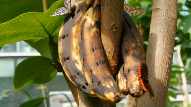Un grupo de hermosas mariposas tropicales grandes se sienta y come un plátano estropeado de cerca. Nariz de mariposa delgada recoge néctar — Vídeo de stock