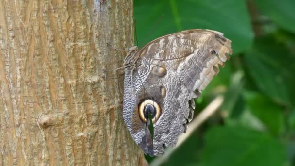 Hermosa mariposa de búho tropical marrón grande o Caligo se sienta en el árbol de cerca . — Vídeos de Stock