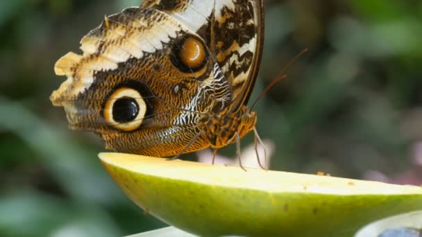 Hermosa mariposa de búho tropical marrón grande o Caligo comiendo el fruto dulce de manzana de cerca. Nariz de mariposa delgada recoge néctar — Vídeos de Stock