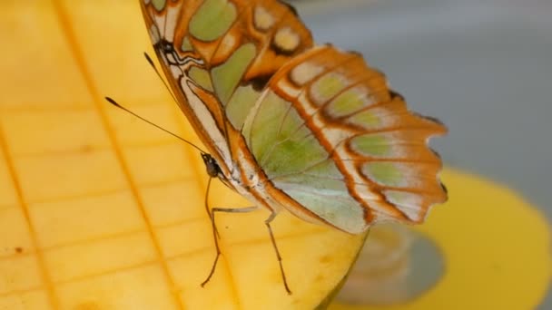 美丽的热带蝴蝶西普罗埃塔石榴石或孔雀石吃甜水果近景。蝴蝶细鼻采蜜 — 图库视频影像