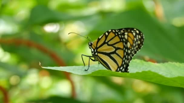 Красивая тропическая бабочка Siproeta стелены или малахит сидит на зеленом листе на ветке дерева на зеленом фоне — стоковое видео