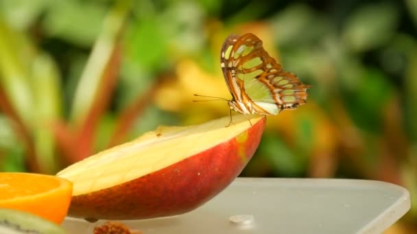 Bella farfalla tropicale Siproeta stelenes o malachite mangiare un dolce frutta vista da vicino. Naso sottile farfalla raccogliere nettare — Video Stock