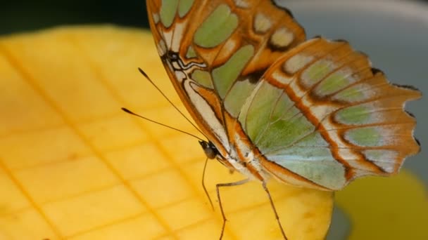 Mooie tropische vlinder Siproeta stelenes of malachiet eten een zoet fruit in de buurt uitzicht. Dunne vlinder neus verzamelen nectar — Stockvideo