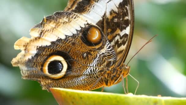 美丽的大褐色热带猫头鹰蝴蝶或卡利戈吃苹果的甜水果近距离。蝴蝶细鼻收集花蜜 — 图库视频影像