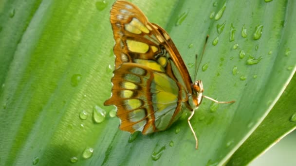 美丽的热带蝴蝶西普罗埃塔石榴石或孔雀石坐在绿叶上，水滴在绿色背景的树枝上 — 图库视频影像