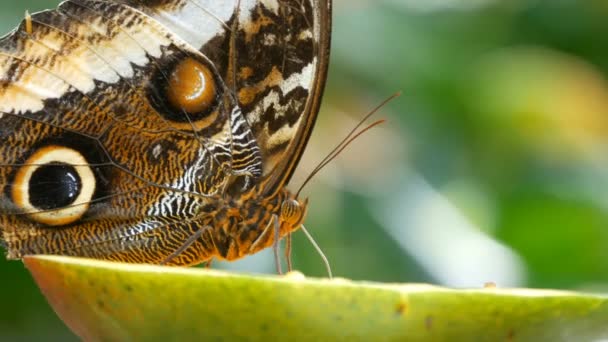 Hermosa mariposa de búho tropical marrón grande o Caligo comiendo el fruto dulce de manzana de cerca. Nariz de mariposa delgada recoge néctar — Vídeo de stock